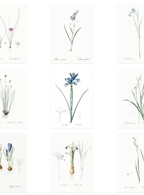 liveart法国画家Pierre-Joseph Redouté 花卉植物原版海报画芯2
