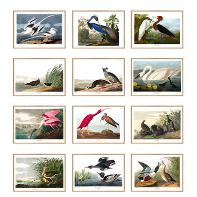 奥杜邦复古花鸟海报装饰画