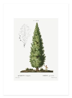 liveart法国画家Pierre-Joseph Redouté 致橡树复古原版海报画芯