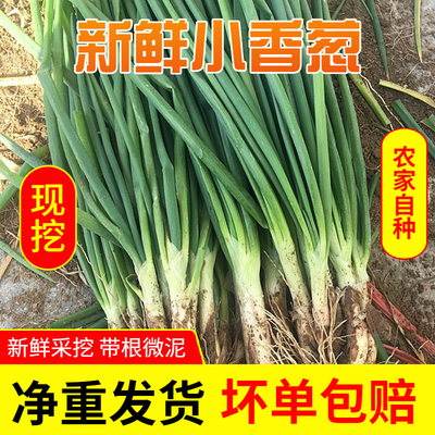 新鲜现挖小香葱蘸酱菜