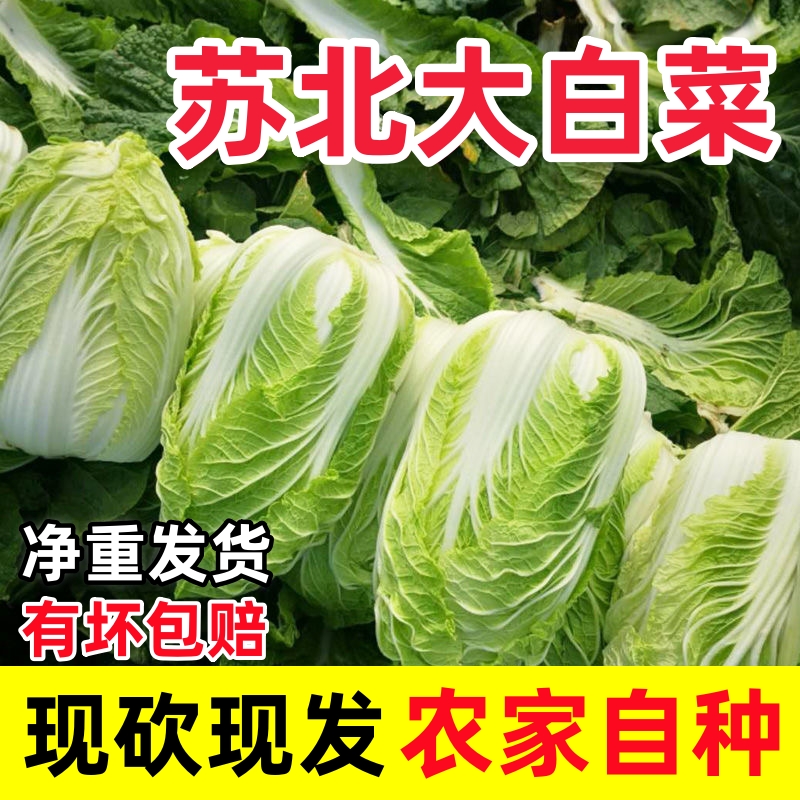 新鲜大白菜露天酸白菜【9-10】斤