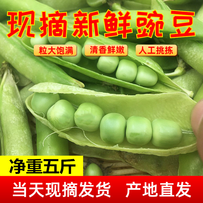 【顺丰】新鲜现摘豌豆荚带壳发货