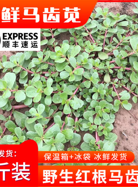 【顺丰】新鲜马齿苋4斤顺丰包邮