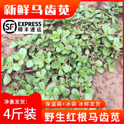 【顺丰】新鲜马齿苋现挖发货马蜂菜红杆野生野菜4斤顺丰包邮速发