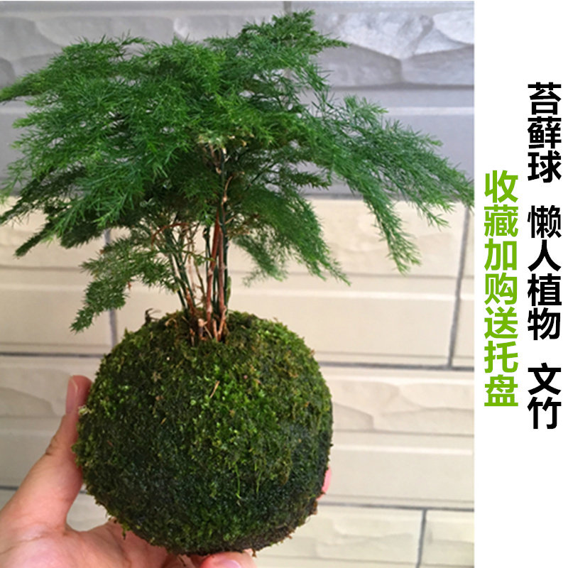 苔藓球室内懒人观叶植物文竹绿植好养 桌面盆栽好养小苗盆景苔玉