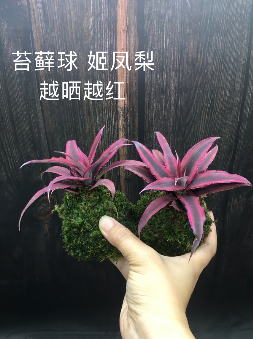 姬凤梨积水凤梨雨林水陆缸造景五彩深红姬耐旱植物ins风花卉观叶
