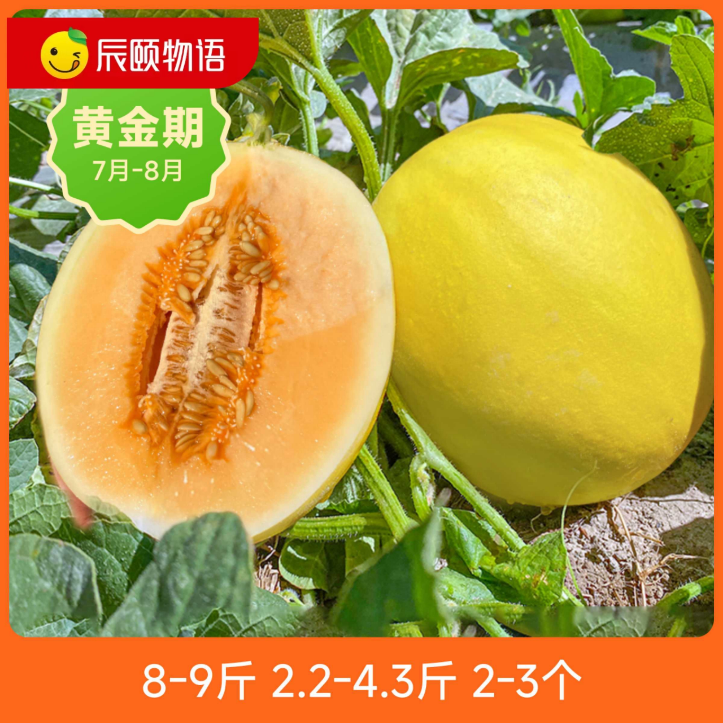 辰颐物语民勤蜜瓜6-7斤甘肃当季新鲜水果现摘甜瓜产地直发包售后