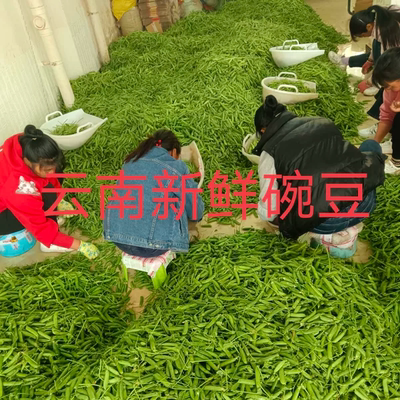 云南新鲜特大甜碗豆现摘带壳甜豌豆荚农家冬季甜碗豆软糯香甜包邮