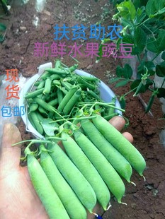 云南楚雄新鲜食用蔬菜甜豌豆荷兰豆带壳现货包邮极速发货坏了包陪