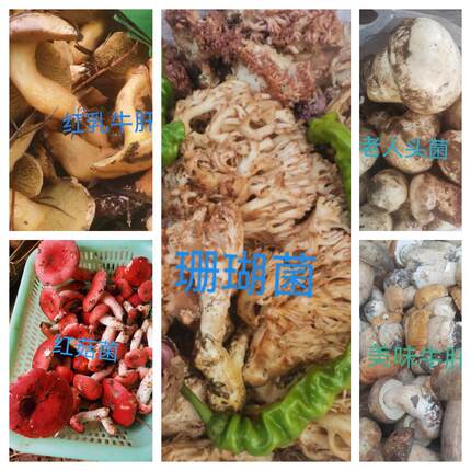 云南楚雄新鲜野生食用菌组合装红菇菌珊瑚菌老人头菌美味牛肝菌。