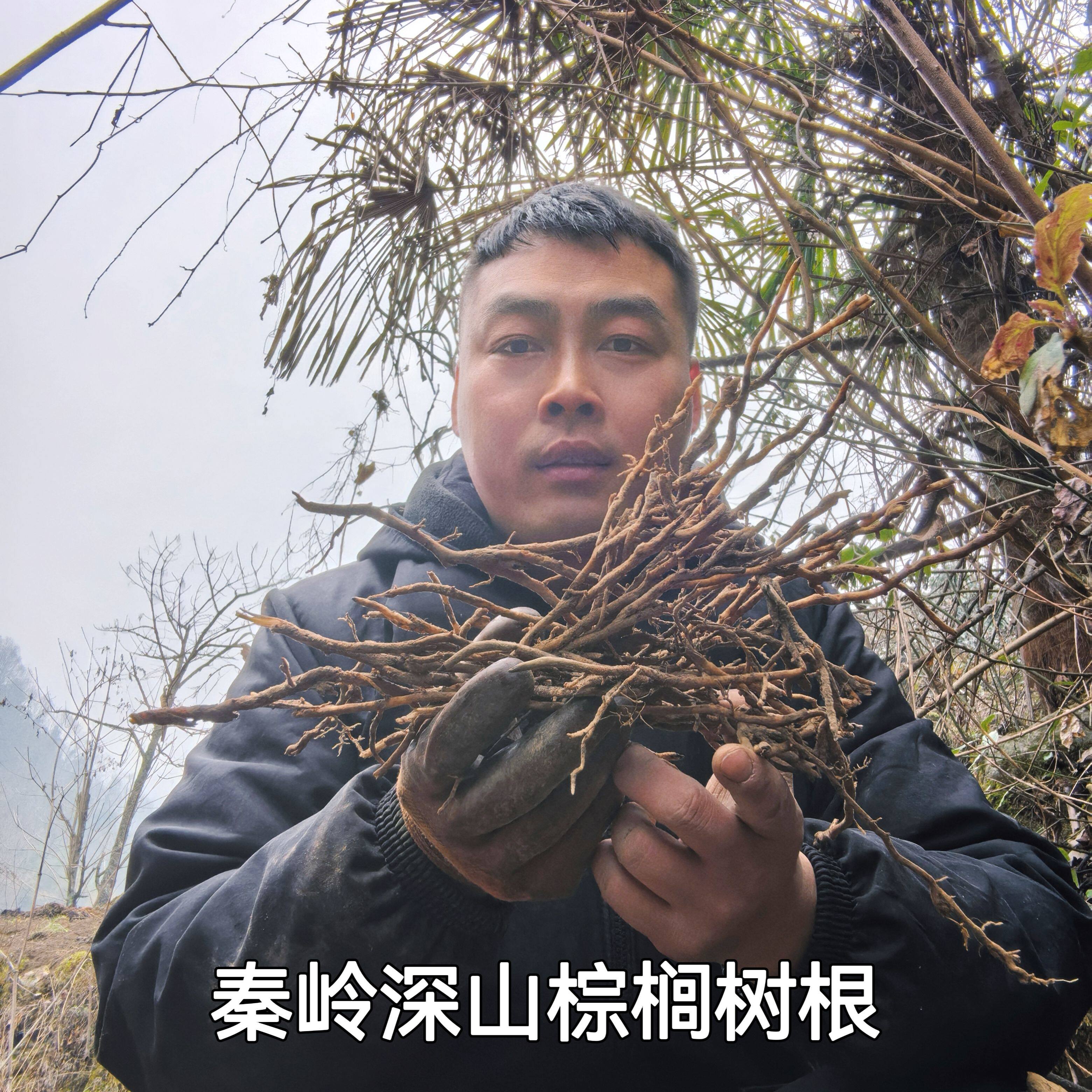 秦岭深山新鲜棕榈树根唐棕拼棕大叶扇棕山棕拍3斤包邮拍 4斤送1斤