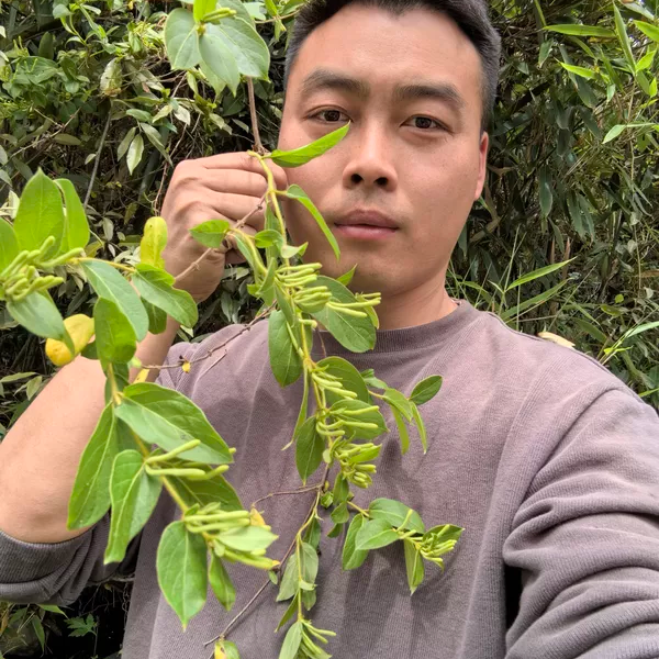 秦岭深山新鲜金银花干花250g散装洗澡婴儿泡澡晒干无硫带绒毛的