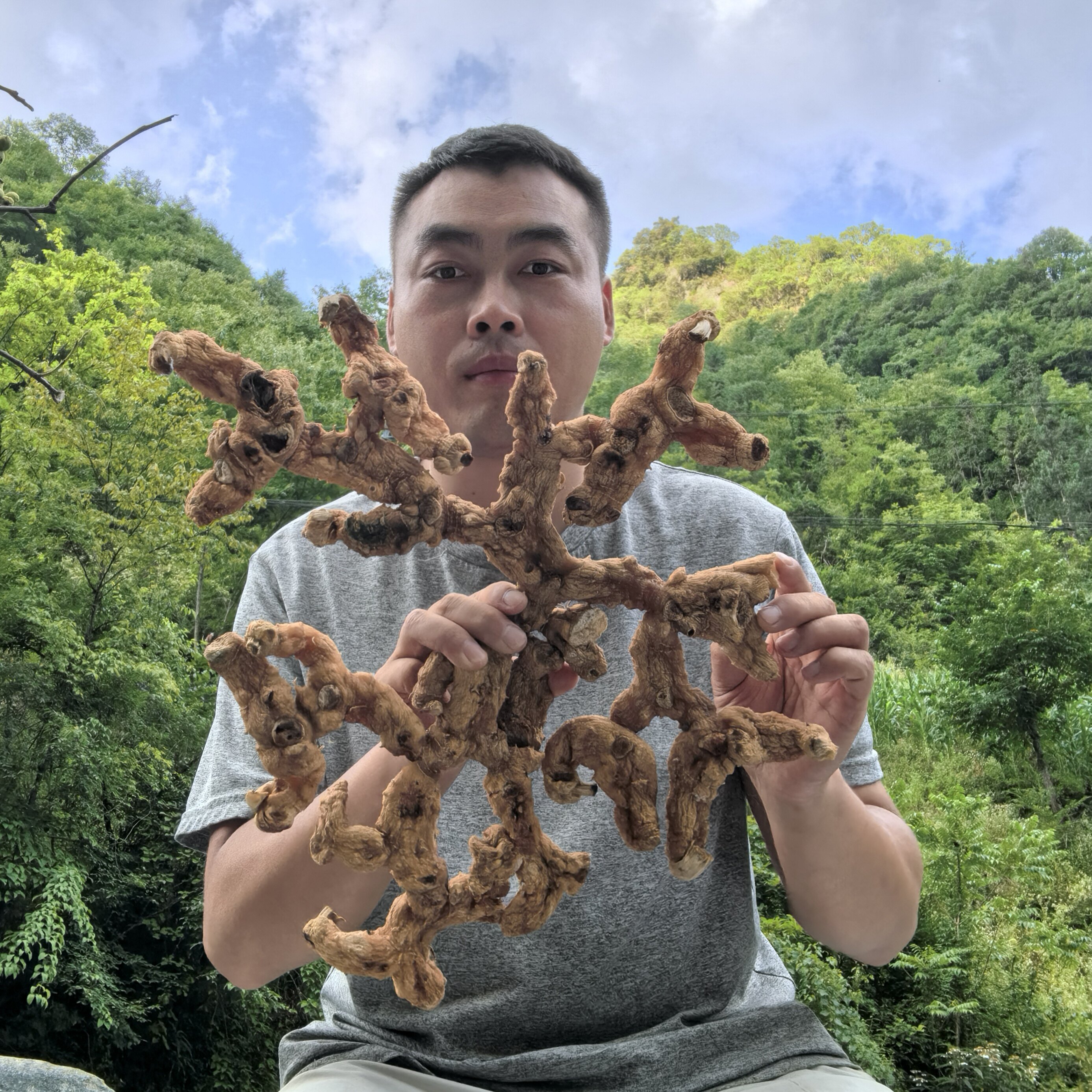秦岭野生20年以上大个黄精 一物一拍 生黄精非九制黄精晒干无硫