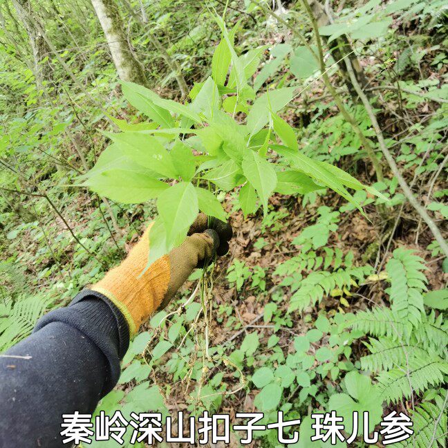 秦岭藏三七珠子儿参扭钮子七枝灵竹节参三扣子七晒干无硫500g包邮