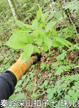 秦岭藏三七珠子儿参扭钮子七枝灵竹节参三扣子七晒干无硫500g包邮