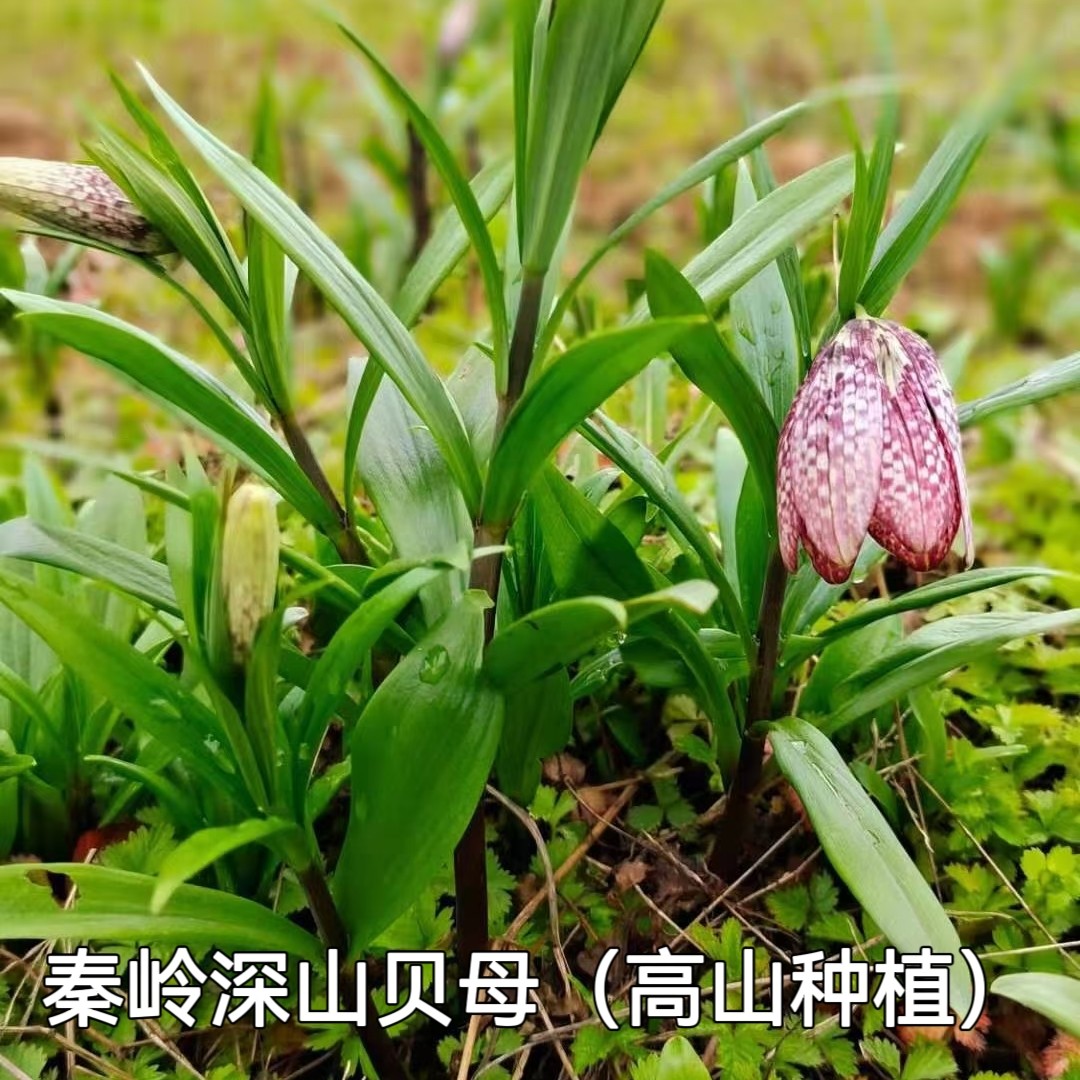 秦岭深山新鲜种植贝母浙贝川贝青贝平贝尖贝片子500g包邮无硫晒干