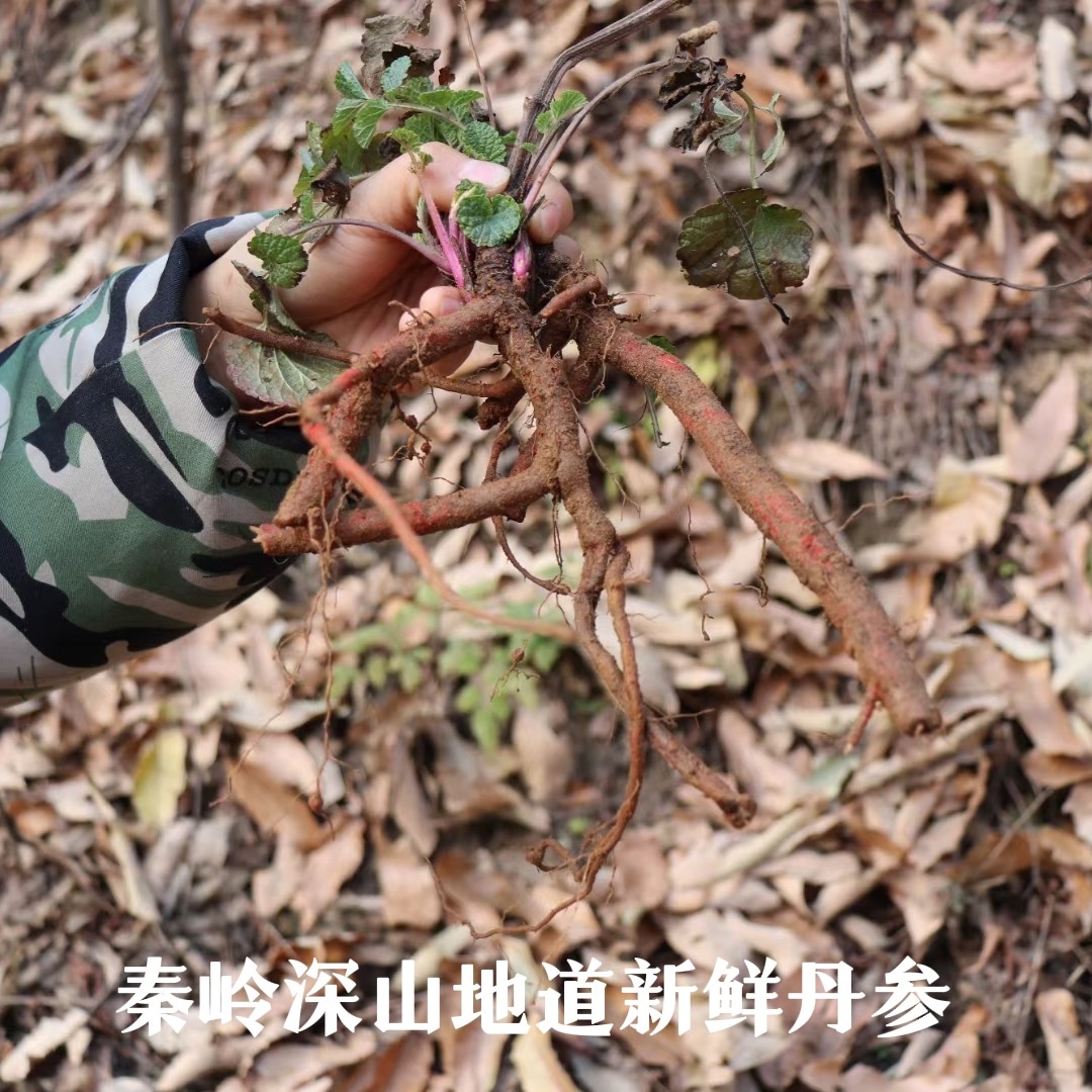 秦岭深山新鲜新货紫丹参血参根片现挖现发晒干无硫整条500g包邮
