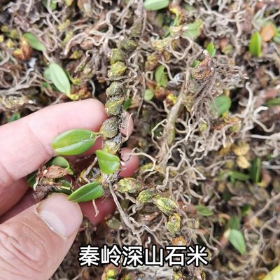 秦岭深山新鲜铁皮石斛单叶小号石橄榄石米石仙桃现摘现发500g包邮