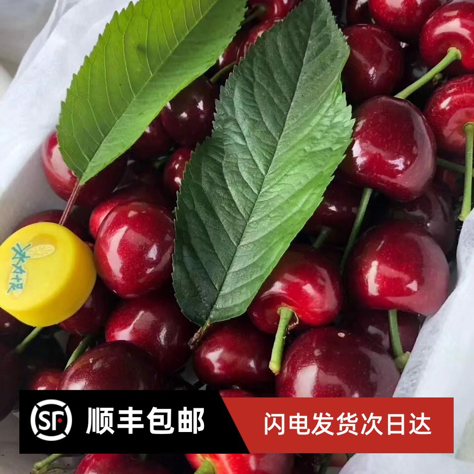 山东烟台大樱桃国产黑车厘子美早鲜果新鲜水果大果礼盒装4J5J顺丰