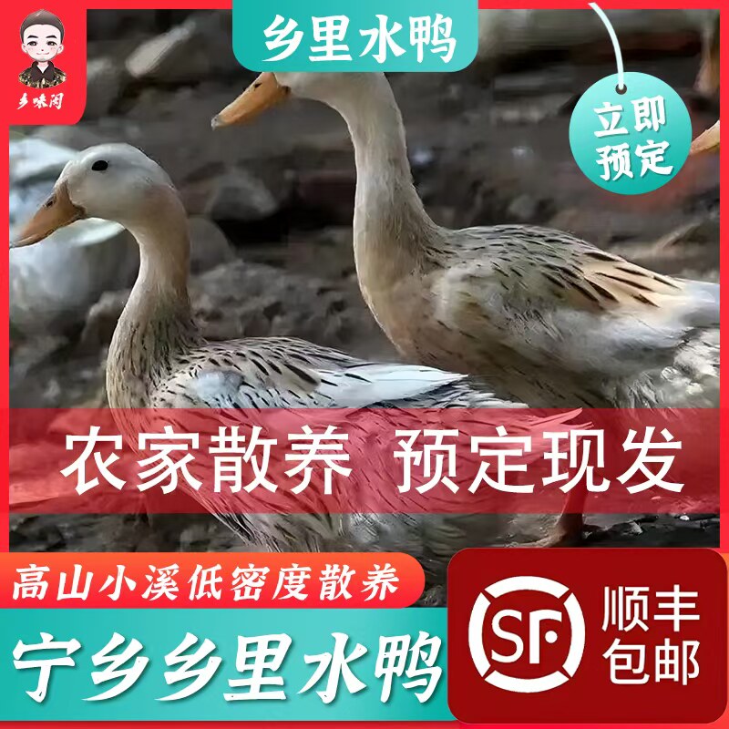 乡里水鸭农家散养鸭新鲜现杀活鸭白条鸭整只老鸭土鸭嫩鸭子土鸭肉