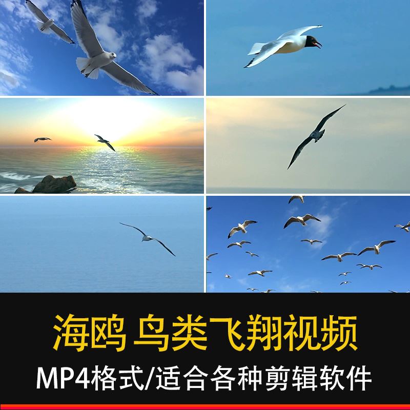 海鸥海燕海鸟飞翔海边鸟类飞鸟海浪航拍延时实拍背景视频素材4k