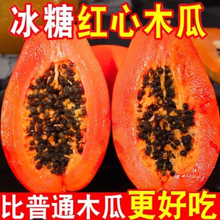 现摘雷州冰糖红心木瓜树上熟新鲜水果牛奶木瓜香甜当季水果自然熟