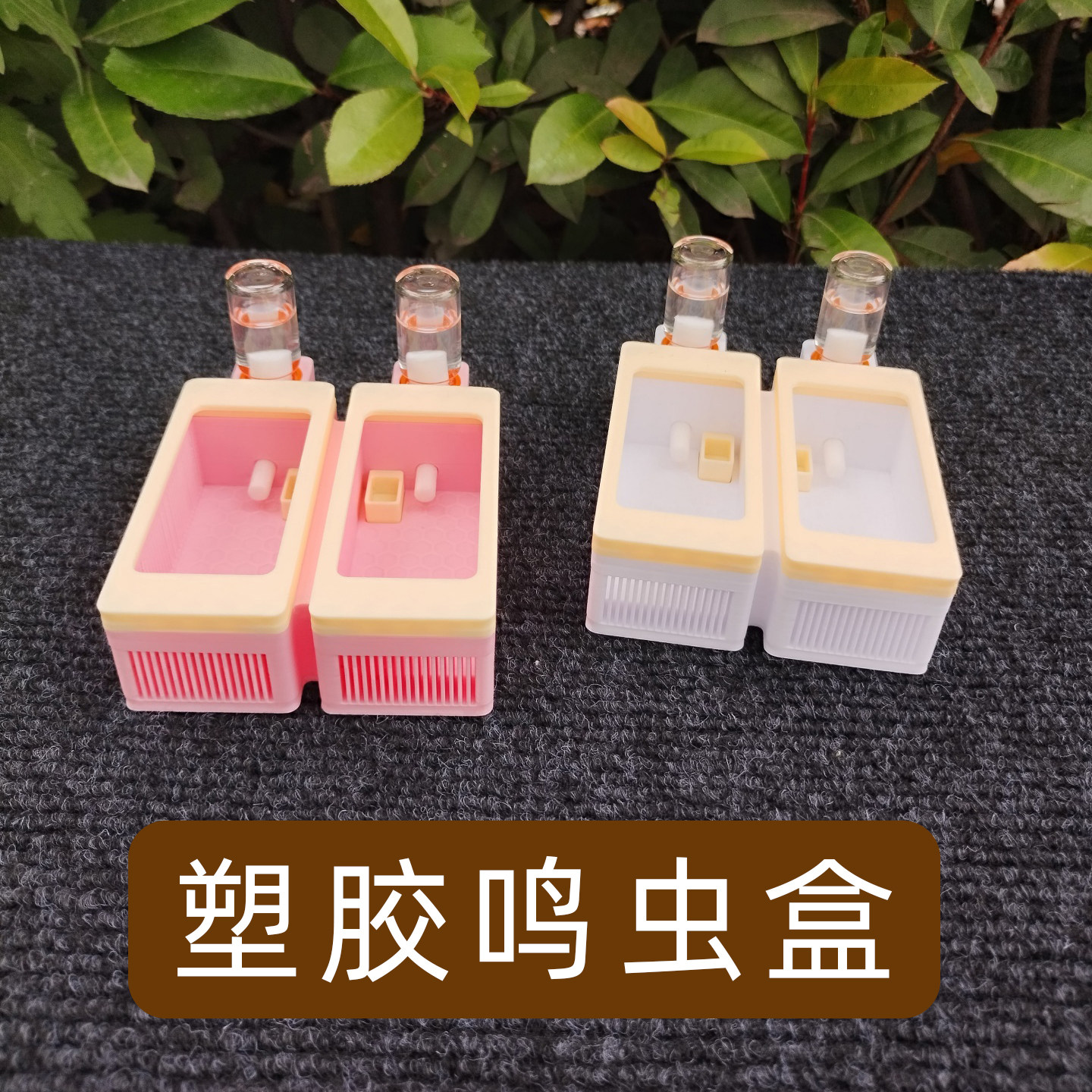 双格鸣虫竹蛉饲养盒大黄蛉盒塑料虫具蛉子蛉虫盒加湿器保湿