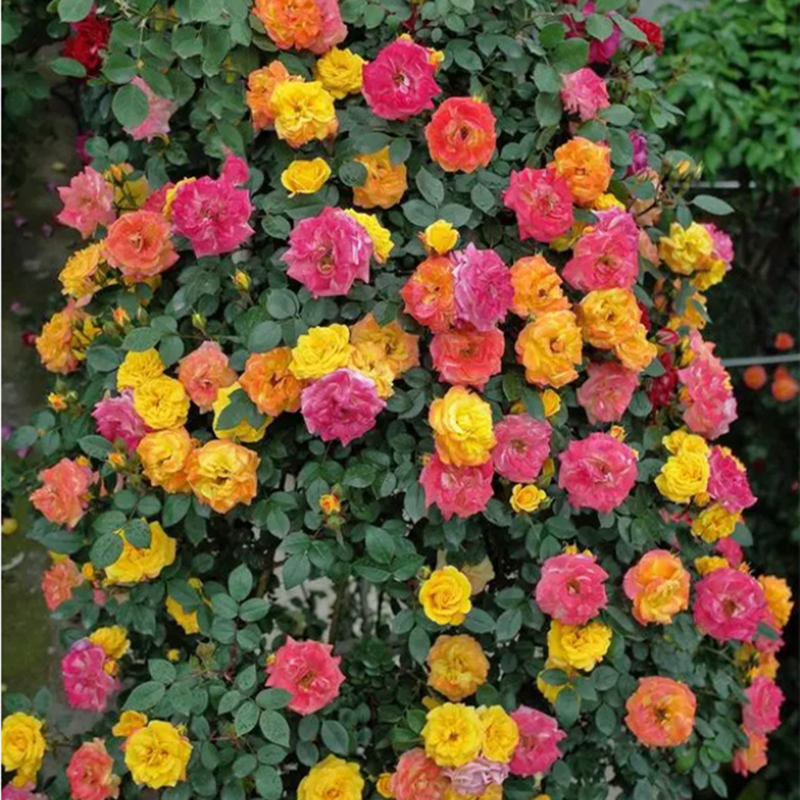 "藤彩虹rattan rainbow"经典藤本月季一树多色花抗性好耐晒