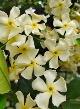 “黄色风车茉莉”爬藤植物浓香花卉庭院拱门耐寒耐热懒人小白推荐