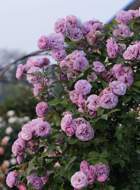 “薰衣草花环”Lavender Bouquet藤本月季蓝紫色多头循环开花抗病