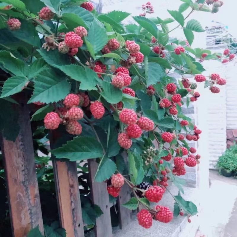 树莓苗"三冠王黑莓"黑莓苗无刺藤树莓苗色泽鲜亮个头大阳台水果