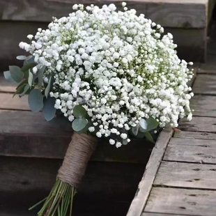 “重瓣满天星”切花多年生草本宿根植物循环开花高杆耐寒耐旱抗病