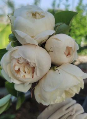 “小白兔/小兔子”进口灌木月季月牙白色系抗病好分枝性好四季开