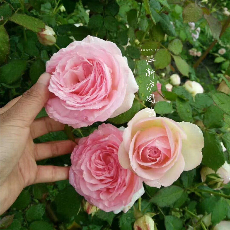 藤本月季大型抗病好群开