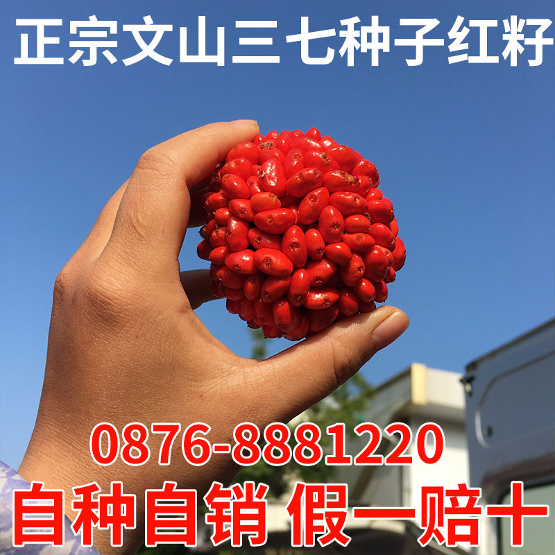 云南文山正品1年生三七苗种盆景栽田七活苗三七种子红籽纯净