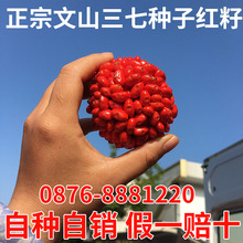 云南文山正品1年生三七苗种盆景栽田七活苗三七种子红籽纯净
