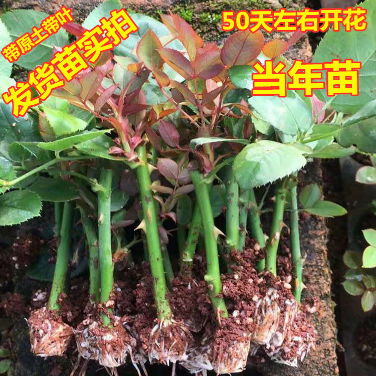 玫瑰花苗月季扦插小苗月季花苗特大花月季盆栽月季花苗四季带花朵