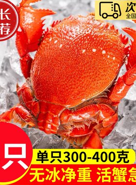 大海十三生冻虎头蟹多肉老虎蟹