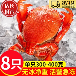 大海十三生冻虎头蟹多肉老虎蟹