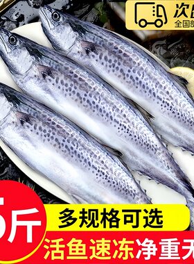 青岛海捕新鲜冷冻燕鲅鱼5斤5-6条