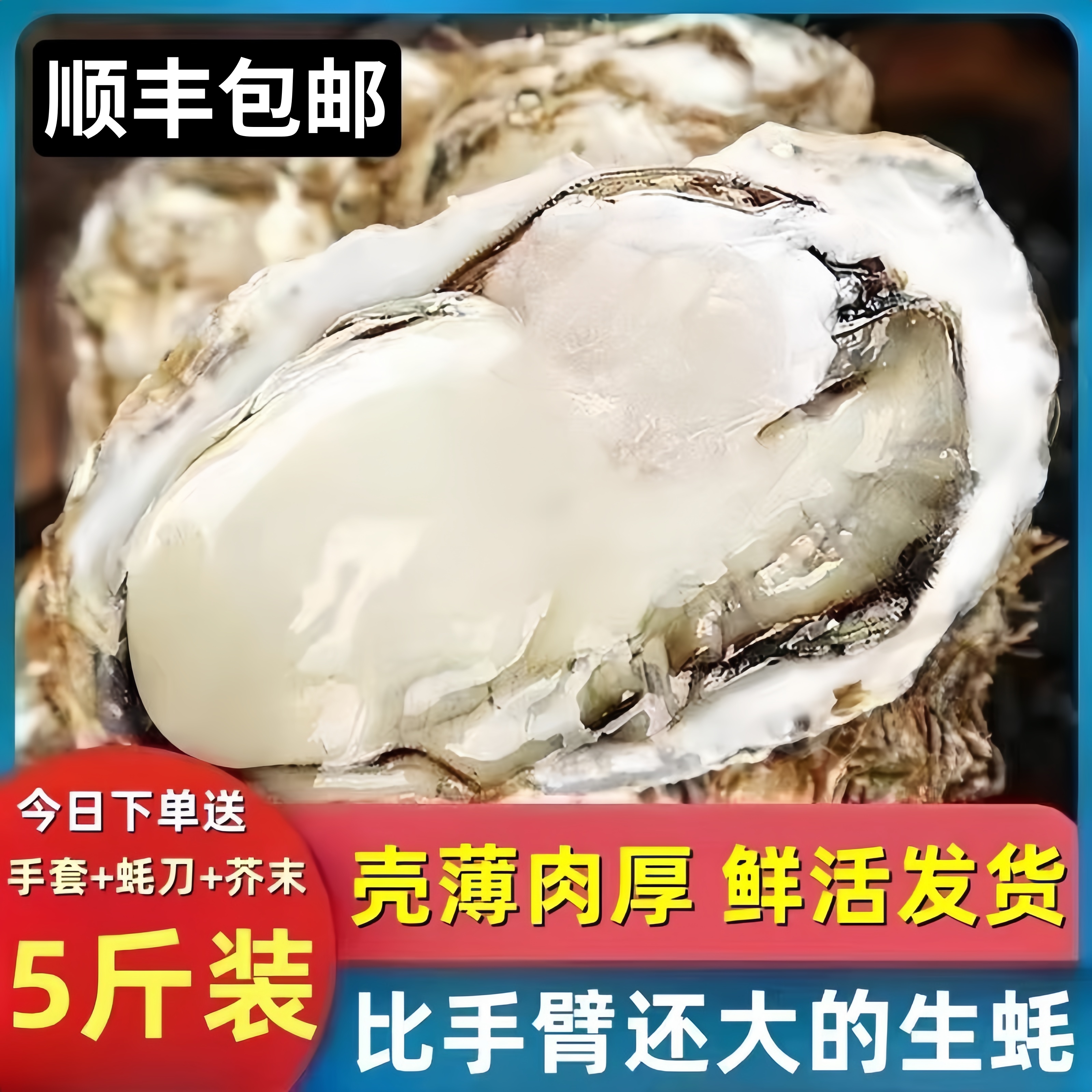 比手还大的生蚝包活回购率超高！