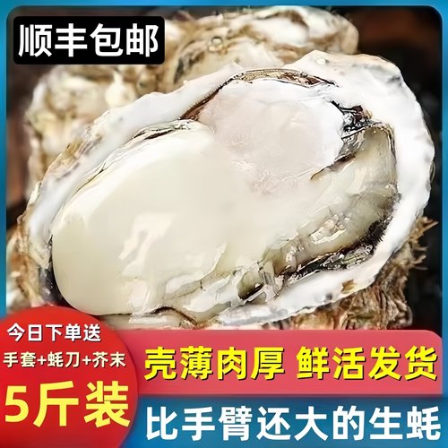 比手还大的生蚝包活回购率超高！