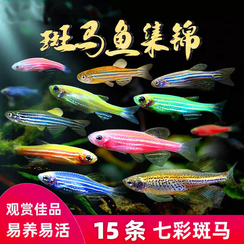 小型热带鱼糖果斑马鱼好养易活