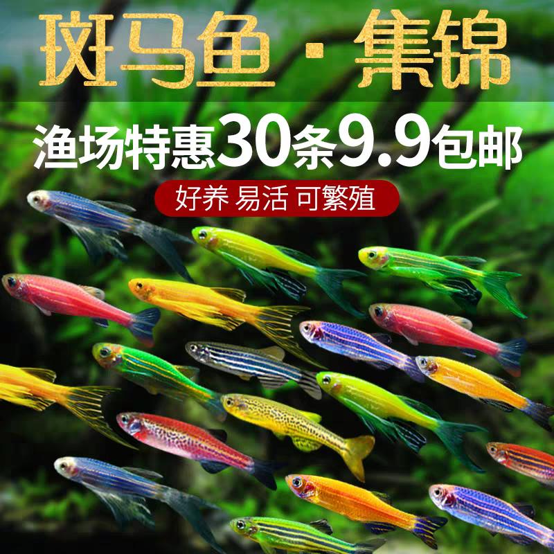 小型热带鱼糖果斑马鱼好养易活