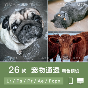 LR预设PS宠物动物猫狗手机APP调色PR 达芬奇 AE滤镜ACR LUT FCPX