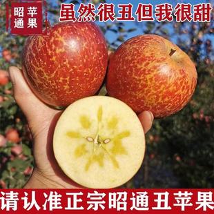 富士基地直銷2001 云南昭通糖心丑蘋果新鮮水果紅露新鮮當季