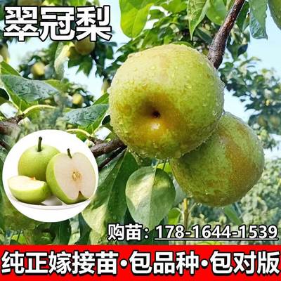 翠冠梨树果苗嫁接梨树苗特大早熟蜜梨苗南北方庭院盆地栽当年结果