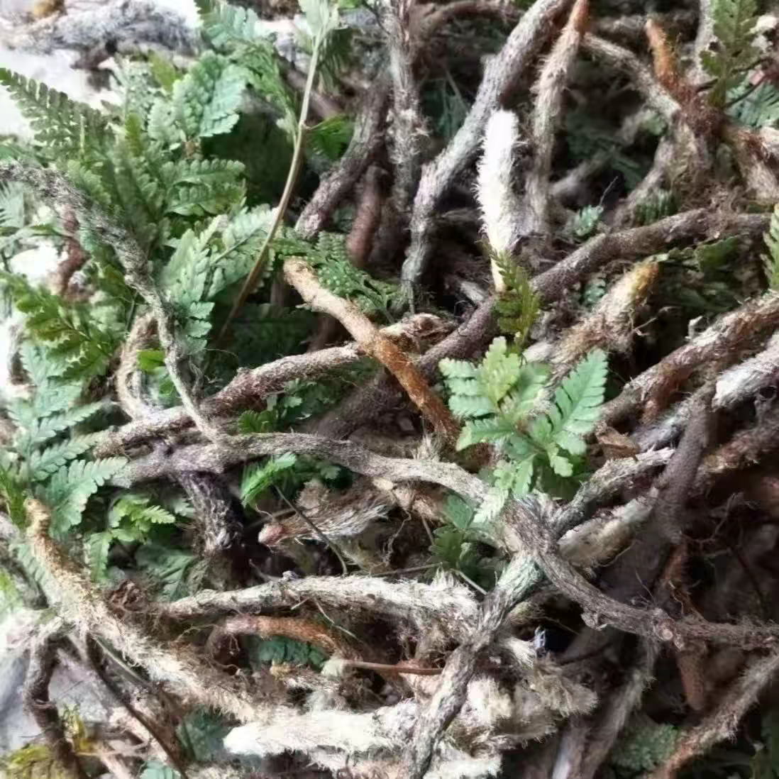 纯天然正品白毛蛇中草药白毛骨碎补阴石蕨老鼠尾毛尼子石蚕新鲜
