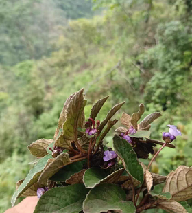 云南大山的，石上莲 软肝草 金钩莲 岩百菜留读菜中药材正品草本