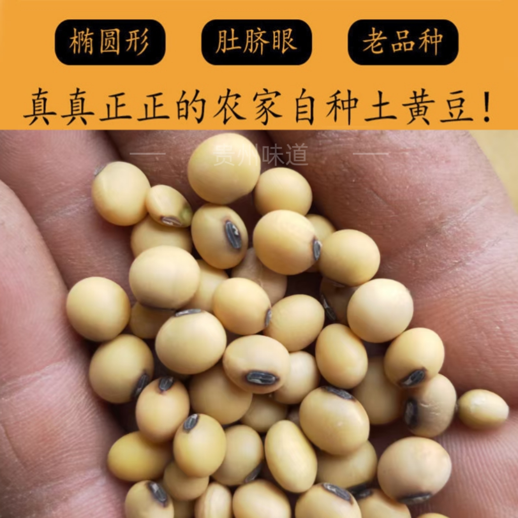 70年代贵州老品种椭圆形黄豆